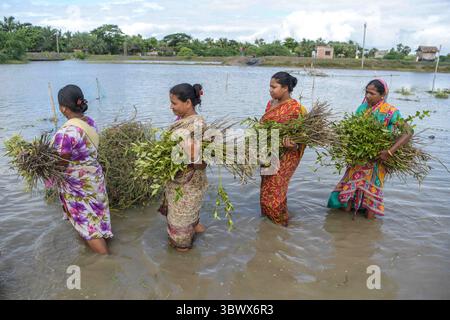 July 22, 2021, Kolkata, West Bengal, India: Women are carrying mangrove saplings from a nursery which will be planted in South 24pgs..After cyclone 'Yaas' flooded Sundarbans, damaging nearly 100kms of embankments and million dollars worth of crops, West Bengal government has decided to plant 150 million saplings of mangrove in three districts under The MGNREGA scheme (National Rural Employment Guarantee Act, 2005) to protect the regions from future cyclones and floods. (Credit Image: © Avijit Ghosh/SOPA Images via ZUMA Press Wire) Stock Photo