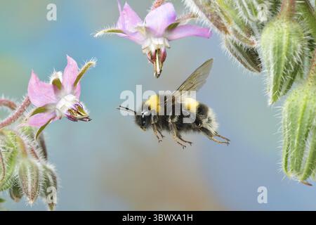 Large earth bumblebee (Bombus terrestris) in flight on the flowers of the cucumber scabious (Borago officinalis), Germany Stock Photo
