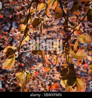 close up photo of fall leaves in earthy colors Stock Photo