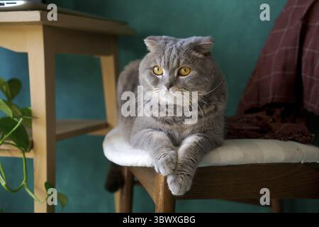Beautiful grey cat lying on a soft chair, British Shorthair cat, adorable and funny pet against a green wall Stock Photo
