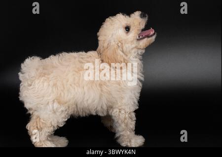 Profile view of fluffy poodle puppy isolated on black studio background Stock Photo