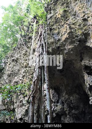 A close-up, low-angle view of massive, tangled tree roots descending down a rugged, textured limestone cliff face, with lush foliage above. Stock Photo