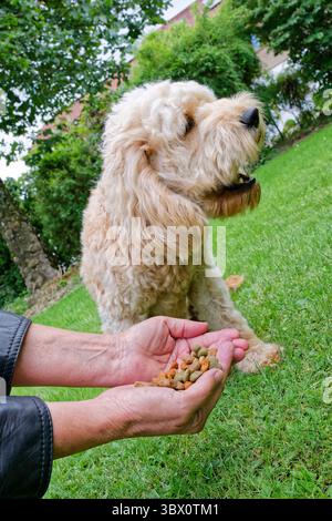 Hunger. Der junge Cockapoo liebt sein Trockenfutter. Siegsdorf Chiemgau ...