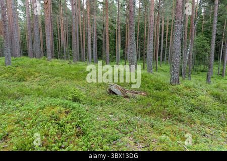 A peaceful scene in a dense pine forest, featuring a vibrant green moss and blueberry covered floor with tall tree trunks and a fallen log. Stock Photo