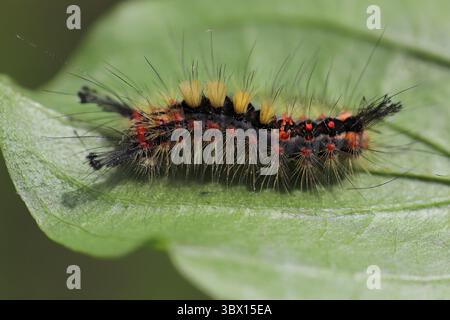 Caterpillar of the Rusty Tussock Moth a.k.a. Vapourer Orgyia antiqua Stock Photo