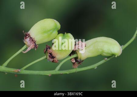 Sweet Cherry Prunus avium  - Pocket Plum Galls Stock Photo
