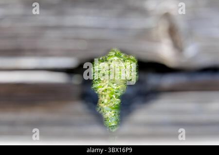 A close-up view of vibrant green plants growing through a small gap in weathered, horizontal wooden planks. Stock Photo