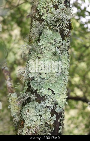 Lichen on Tree Trunk - Common Greenshield Lichen Flavoparmelia carperata and Oakmoss Lichen Evernia prunastri Stock Photo