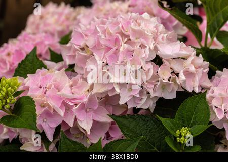 Close up of Hydrangea macrophylla - Soft Pink Salsa. A  Mophead Hydrangea flowering in a summer garden in the UK Stock Photo