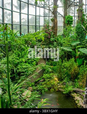 A lush greenhouse filled with vibrant tropical plants and sunlight ...