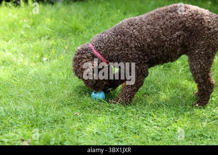 Cute Australian doodle playing with a ball on the grass in the garden Stock Photo
