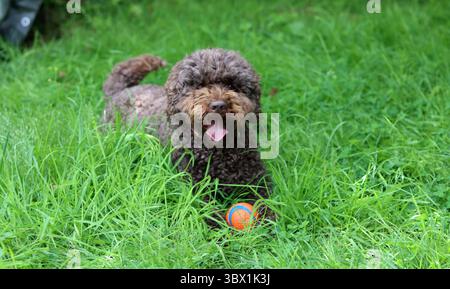 Cute Australian doodle playing with a ball on the grass in the garden Stock Photo