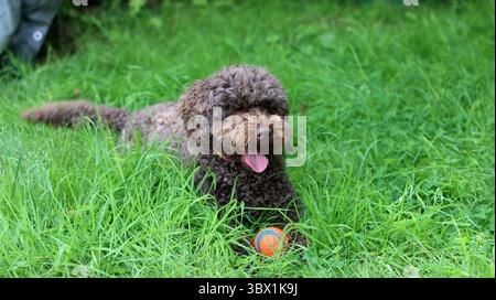 Cute Australian doodle playing with a ball on the grass in the garden Stock Photo