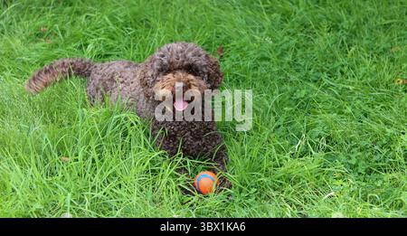 Cute Australian doodle playing with a ball on the grass in the garden Stock Photo