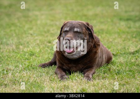 Portrait of chocolate Labrador Retriever lying on the lawn. Old chocolate Labrador Retriever or simply Labrador lying on the grass. Stock Photo