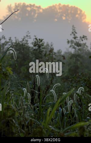 Dew-covered grasses glow in the foreground as a misty sunrise begins behind the tree line in early summer. Stock Photo