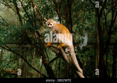 Squirrel monkey perched on a tree branch in a lush forest enclosure Stock Photo