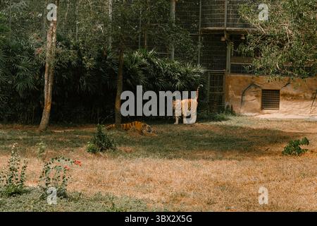 Two Bengal tigers in a naturalistic zoo enclosure, one standing and the other lying on the ground Stock Photo