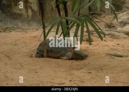 A large turtle resting on sandy ground under tropical plants in a warm, naturalistic enclosure Stock Photo