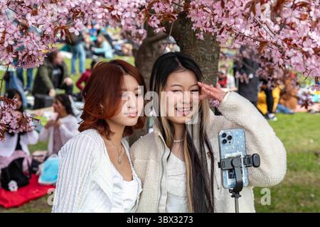 Young women taking a selfie or making content for social media at Roihuvuori Hanami cherry blossom festival in Roihuvuori Cherry Tree Park in Helsinki Stock Photo