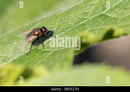A fly is sitting on a leaf. The leaf is green and has a few brown spots Stock Photo