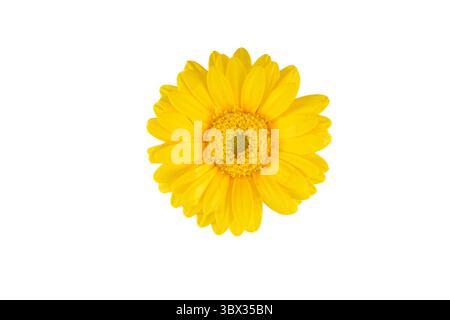 yellow gerber daisy isolated on white background Stock Photo