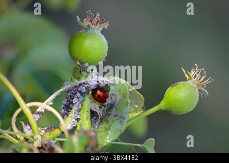 Seven-spotted ladybug in an aphid colony on a pear tree in the garden. A beneficial, predatory insect that eats pests. Stock Photo