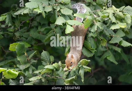Close-up of a grey squirrel feeding on unripe green hazelnuts while perched in a hazel tree, UK Stock Photo