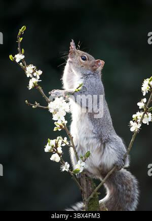 Grey squirrel standing on a blossoming tree branch in spring, UK. Stock Photo
