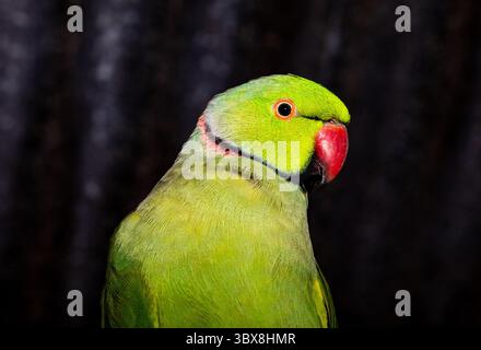 The rose-ringed parakeet, also known as the ring-necked parakeet, ringneck parrot or the Kramer parrot, is a medium-sized parrot in the genus Psittacu Stock Photo