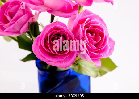 Rose in blue vase. A rose is a woody perennial flowering plant of the genus Rosa. There are over three hundred species and tens of thousands of cultiv Stock Photo