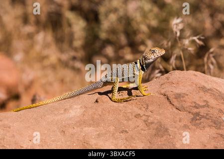 June 27, 2007, Moab, Utah, United States: A male Eastern Collared Lizard, Crotaphytus collaris, basking in the sun to raise his body temperature.  Because lizards are cold-blooded, they regulate their body temperatures by basking to raise the temperature, or resting in the shade or a burrow to lower the temperature if it is too hot. (Credit Image: © Jon G. Fuller/VW Pics via ZUMA Press Wire) Stock Photo