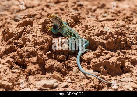 May 9, 2012, San Juan County, Utah, United States: A male Yellow-headed Collared Lizard, Crotaphytus collaris auriceps, basking in the sun to raise his body temperature.  Because lizards are cold-blooded, they regulate their body temperatures by basking to raise the temperature, or resting in the shade or a burrow to lower the temperature if it is too hot. (Credit Image: © Jon G. Fuller/VW Pics via ZUMA Press Wire) Stock Photo