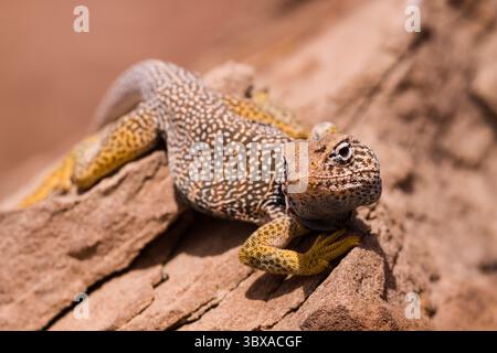 May 13, 2009, Moab, Utah, United States: A male Eastern Collared Lizard, Crotaphytus collaris, basking in the sun to raise his body temperature.  Because lizards are cold-blooded, they regulate their body temperatures by basking to raise the temperature, or resting in the shade or a burrow to lower the temperature if it is too hot. (Credit Image: © Jon G. Fuller/VW Pics via ZUMA Press Wire) Stock Photo