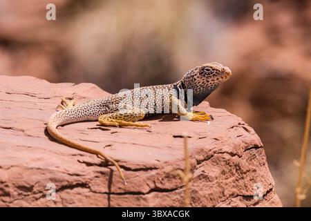 May 13, 2009, Moab, Utah, United States: A male Eastern Collared Lizard, Crotaphytus collaris, basking in the sun to raise his body temperature.  Because lizards are cold-blooded, they regulate their body temperatures by basking to raise the temperature, or resting in the shade or a burrow to lower the temperature if it is too hot. (Credit Image: © Jon G. Fuller/VW Pics via ZUMA Press Wire) Stock Photo