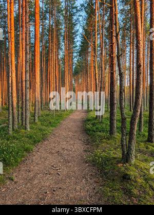 A scenic tourist trail through a pine forest, illuminated by the warm setting sun, leading to the Viru raised bog in Lahemaa National Park, Estonia. Stock Photo