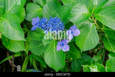 A close-up of a blooming lacecap hydrangea (Hydrangea macrophylla) in Kyoto, Japan.The delicate blue and purple petals contrast vividly against the vi Stock Photo