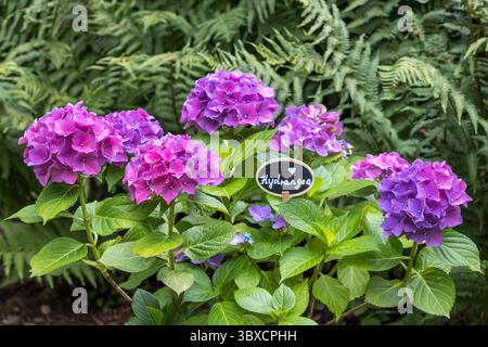 pink hydrangea macrophylla blossoms in the summer garden Stock Photo