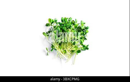 Sunflower microgreen isolated on a white background. High quality photo Stock Photo