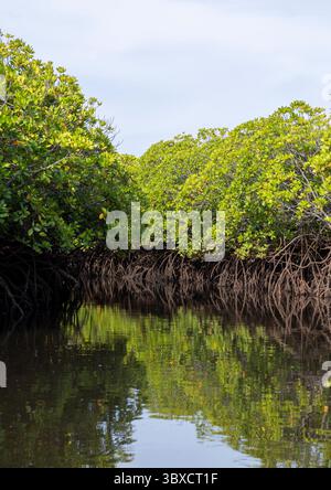 Mangrove landscape, Lamu County, Manda island, Kenya Stock Photo - Alamy