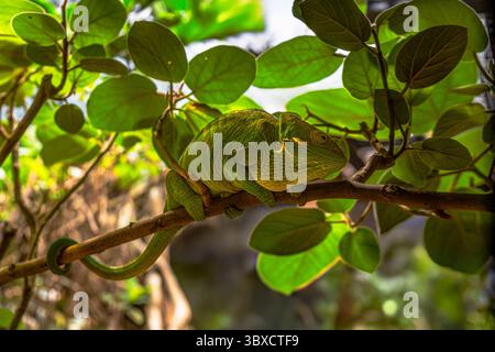 Green chameleon perched on a tree branch and camouflaged among the green leaves. Stock Photo