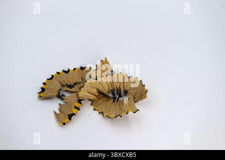 A small pile of intricately curled pencil shavings, showing the textures of light wood, dark graphite, and a hint of yellow paint. Stock Photo