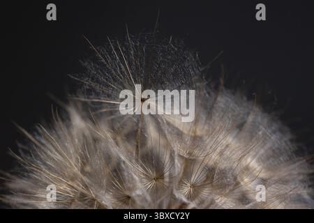A close-up view of a Tragopogon seed head reveals its fine, wispy structures. The intricate design showcases the beauty of nature, highlighting its delicate seeds ready to disperse. Stock Photo