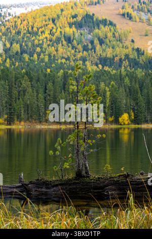 Young pine trees grow on a fallen log at the edge of a calm lake, with a forest of autumn-colored trees in the background. Stock Photo