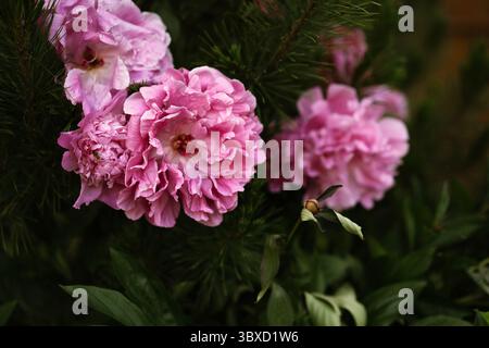 Close-Up of blooming pink peonies among pine tree branches Stock Photo