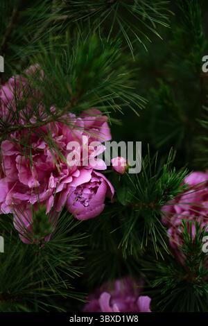 Close-Up of blooming pink peonies among pine tree branches Stock Photo