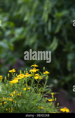 Velvet beans with green peas in the background in the backyard garden Stock Photo