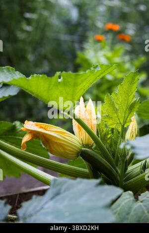 Zucchini Plant with Yellow Blossoms in Garden Stock Photo