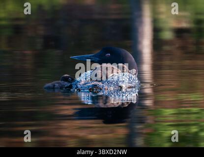 Close up of common loon with two baby chicks on lake in Canada. Stock Photo