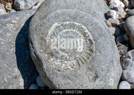 Ammonite on Fossil Beach, Lyme Regis, Dorset, England Stock Photo